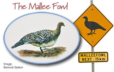 mallee fowl